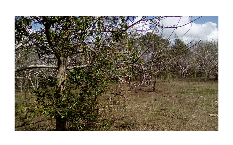 infraestudio creates this extra thin house in cuba's countryside