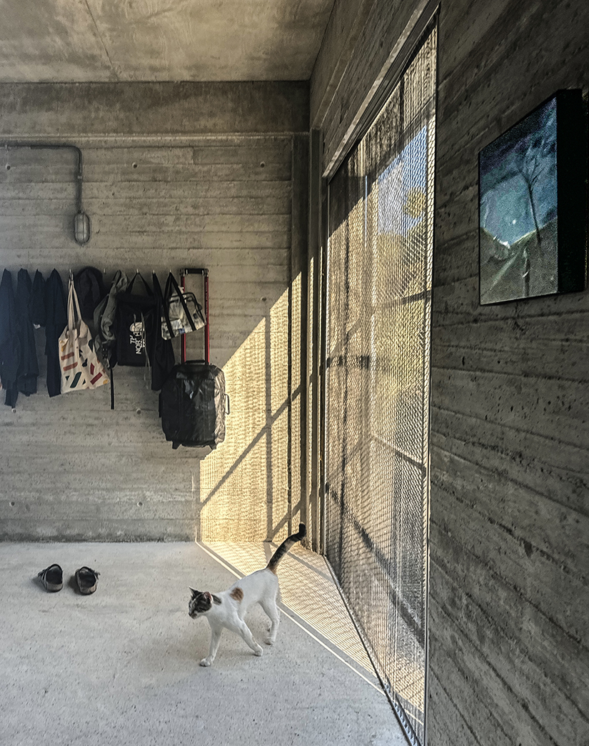 house in an olive grove 11