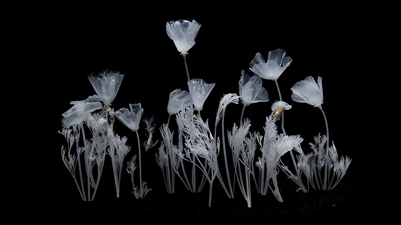 luna ikuta creates a ghostly water garden of transparent california poppies designboom