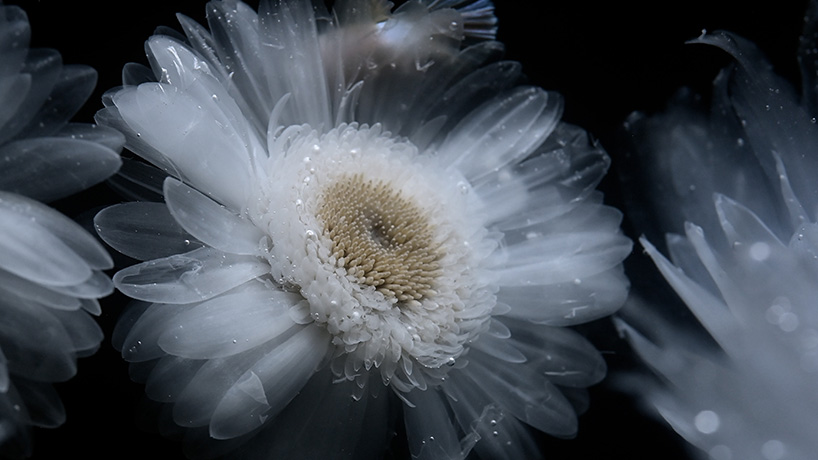 luna ikutas transparent plants merge land and sea 10