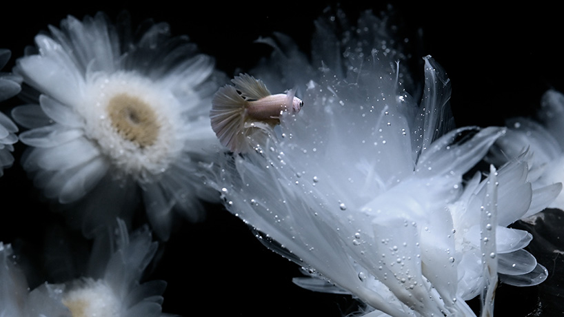 luna ikutas transparent plants merge land and sea 11