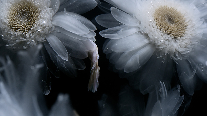 luna ikutas transparent plants merge land and sea 12