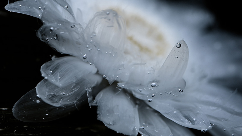 transparent flowers settle within mystical aquatic garden in luna ikuta's 'afterlife: belladonna'
