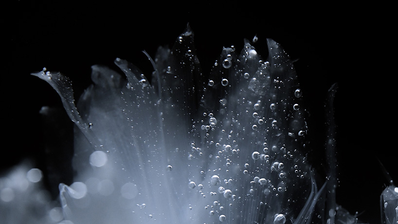 transparent flowers settle within mystical aquatic garden in luna ikuta's 'afterlife: belladonna'