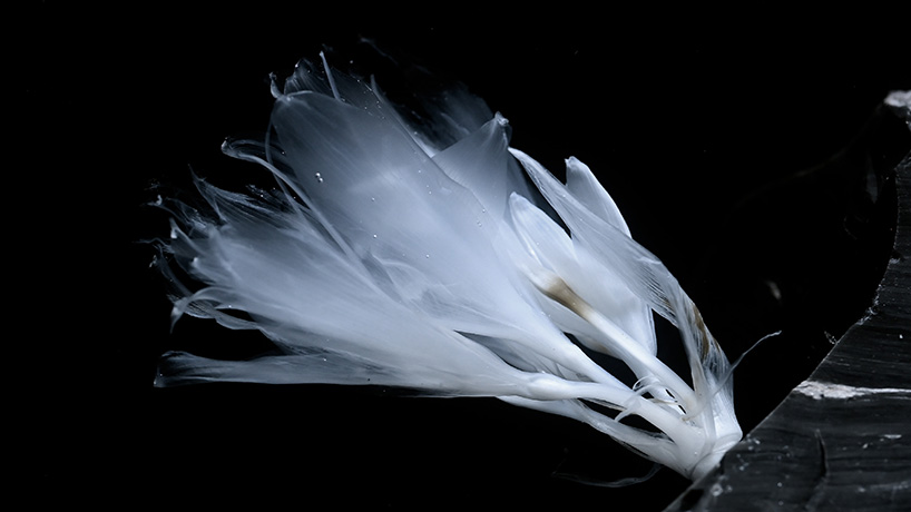 transparent flowers settle within mystical aquatic garden in luna ikuta's 'afterlife: belladonna'