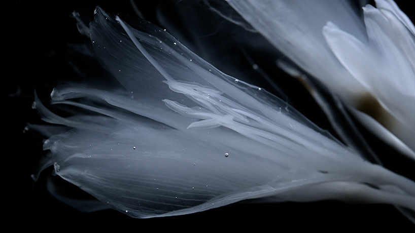 transparent flowers settle within mystical aquatic garden in luna ikuta's 'afterlife: belladonna'