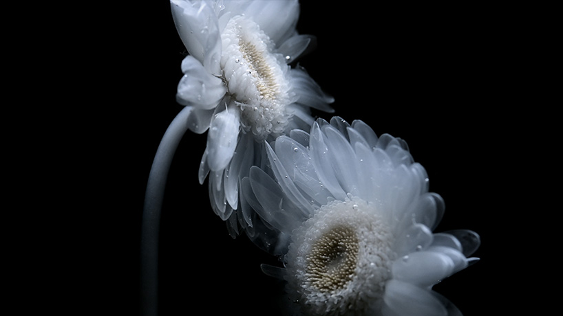 transparent flowers settle within mystical aquatic garden in luna ikuta's 'afterlife: belladonna'