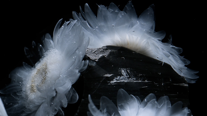 transparent flowers settle within mystical aquatic garden in luna ikuta's 'afterlife: belladonna'