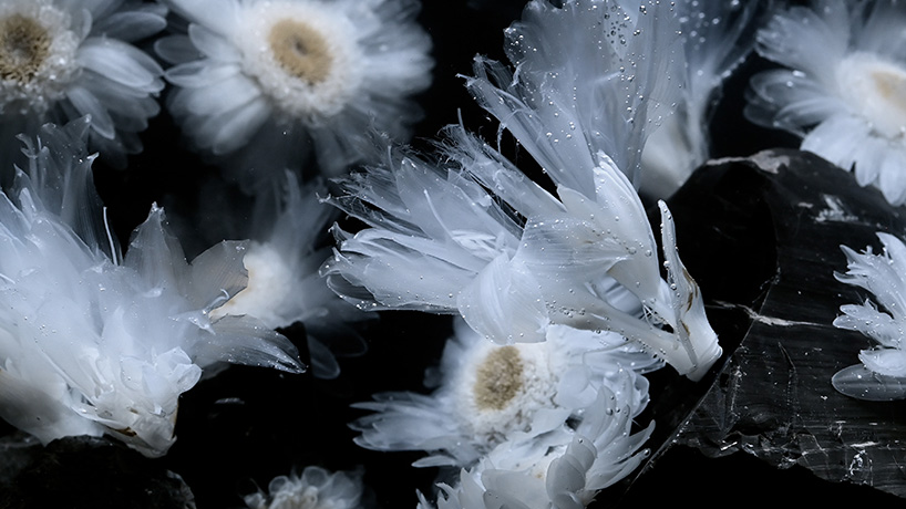 transparent flowers settle within mystical aquatic garden in luna ikuta's 'afterlife: belladonna'