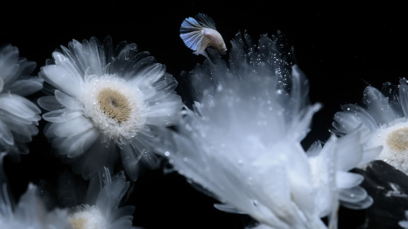 luna ikutas transparent plants merge land and sea 9