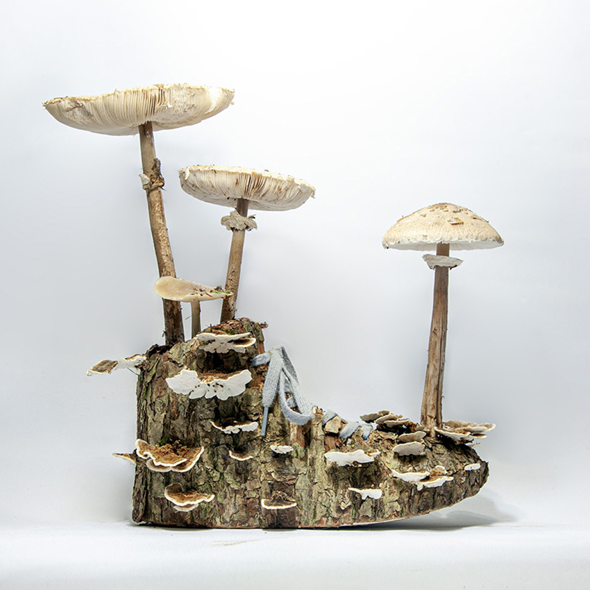 monsieur plant carves a series of sneakers out of tree barks and growing fungi