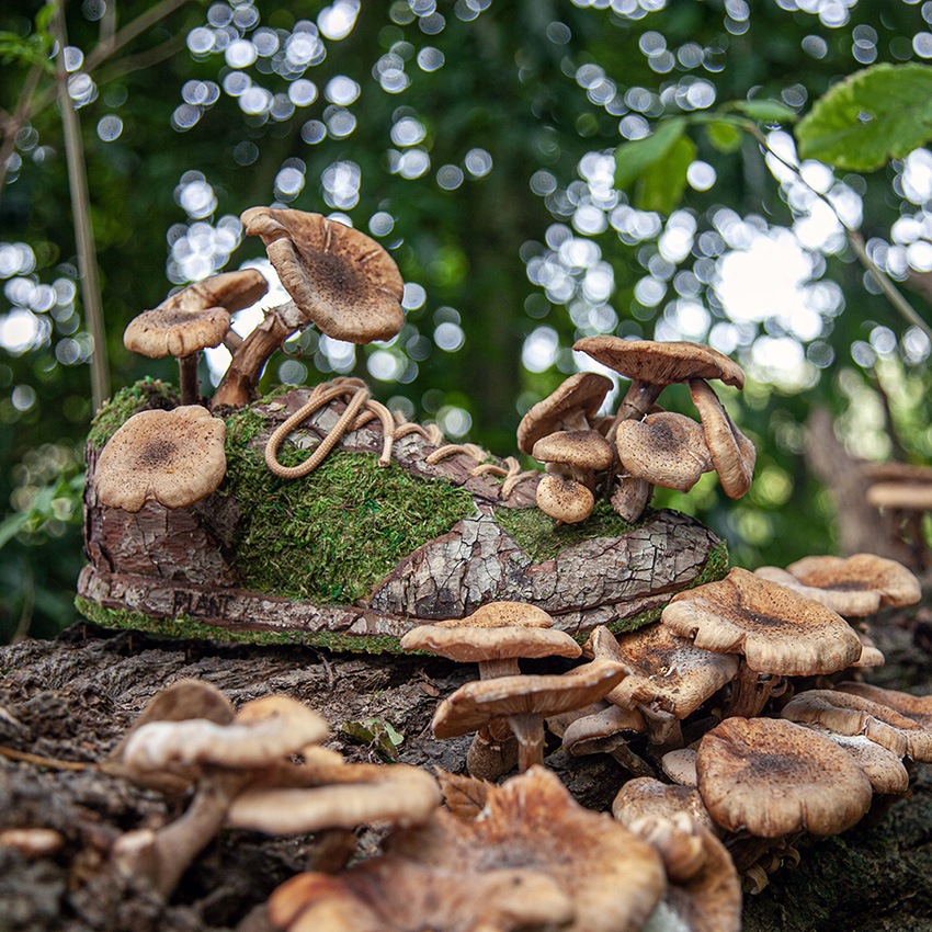 mushroom sneakers