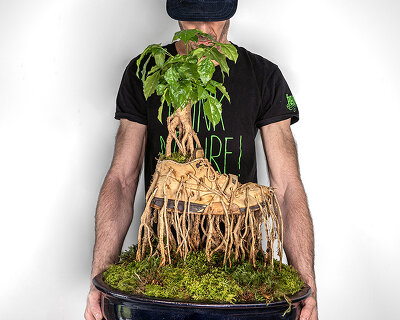 roots of bonsai trees grow through sneakers in monsieur plant's botanical sculpture series