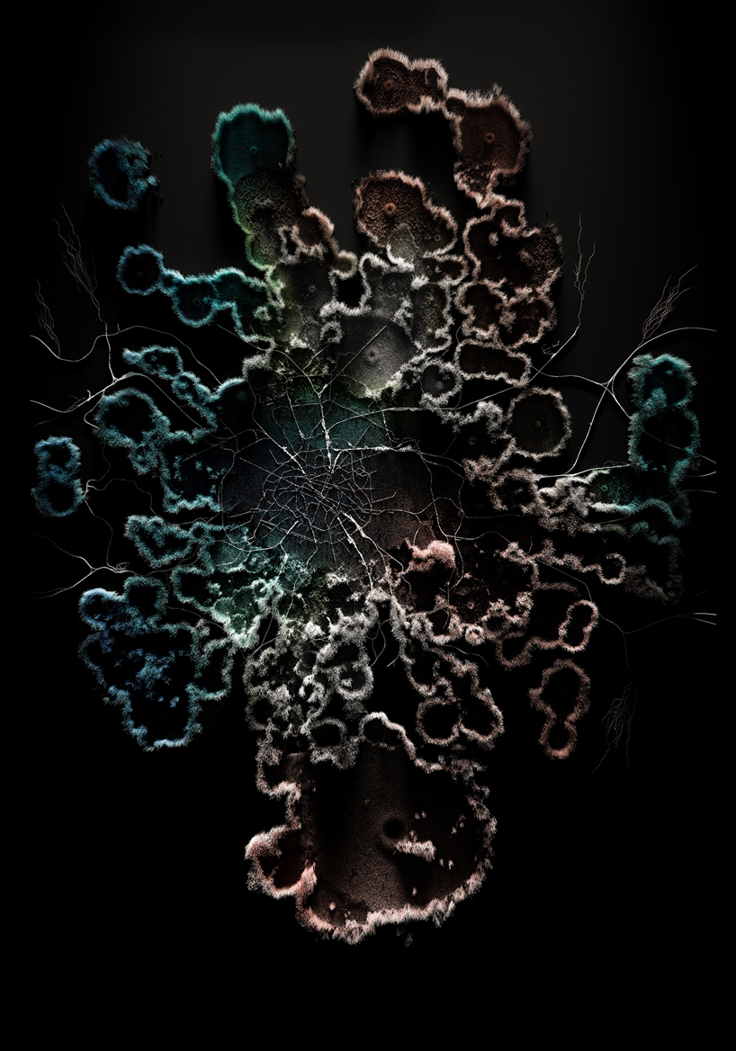 quatre caps compares today's cities to parasites with 'the nice host'