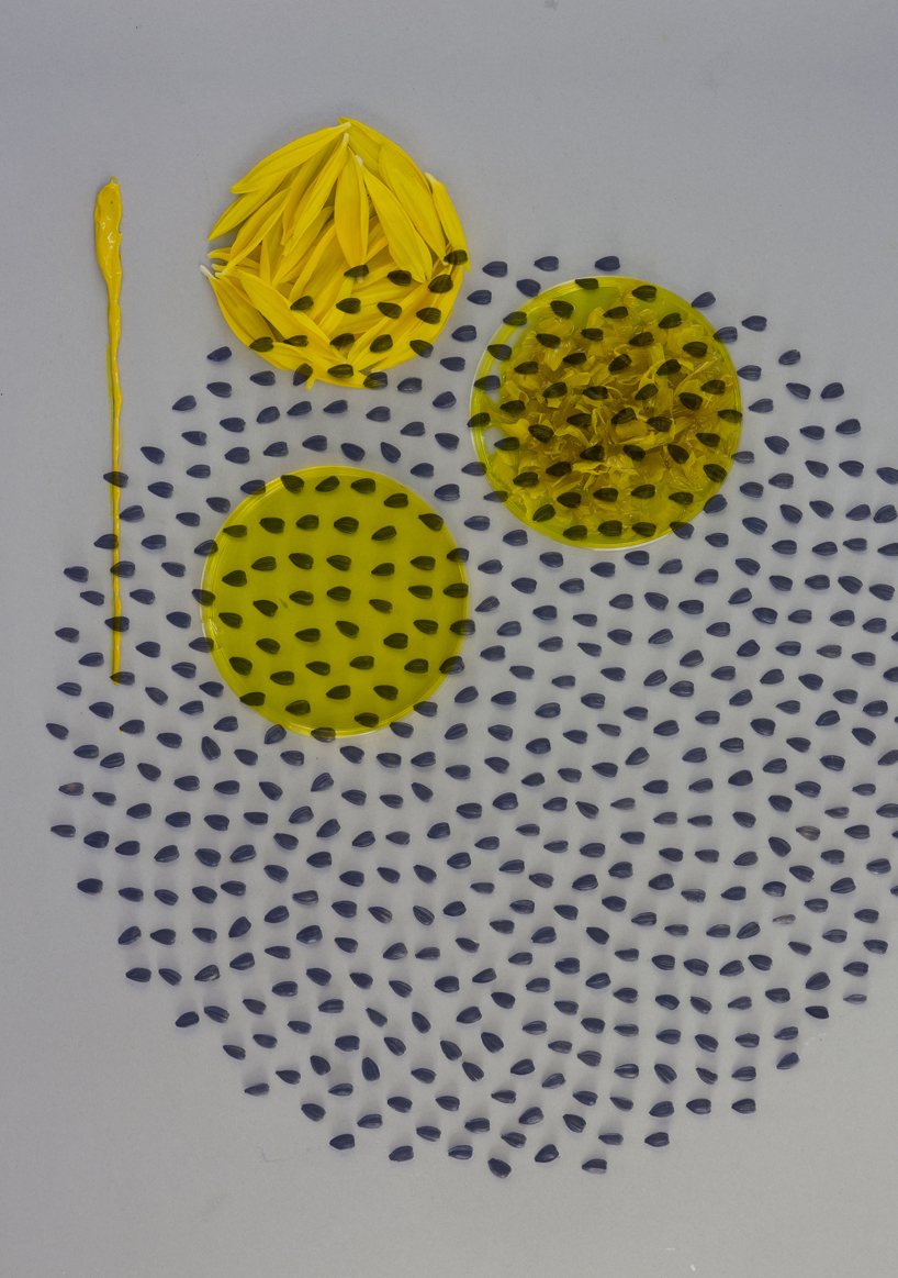studio thomas vailly and atelier luma transform sunflowers into biodegradable materials designboom