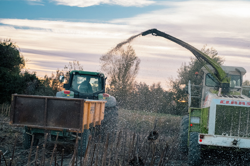 studio thomas vailly and atelier luma transform sunflowers into biodegradable materials designboom