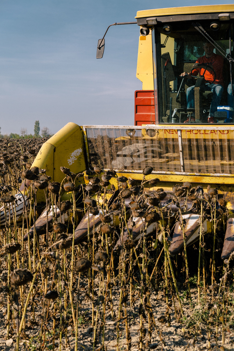 studio thomas vailly and atelier luma transform sunflowers into biodegradable materials designboom