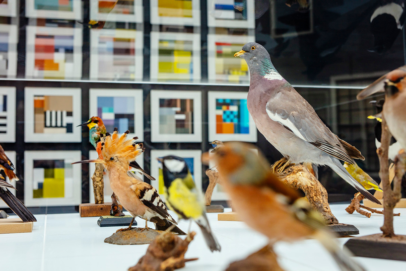 BLOCBIRDS transforms the beauty of birds into colorful graphic illustrations designboom