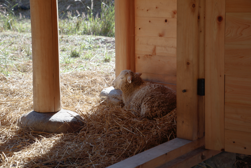 wooden sheep house kyoto