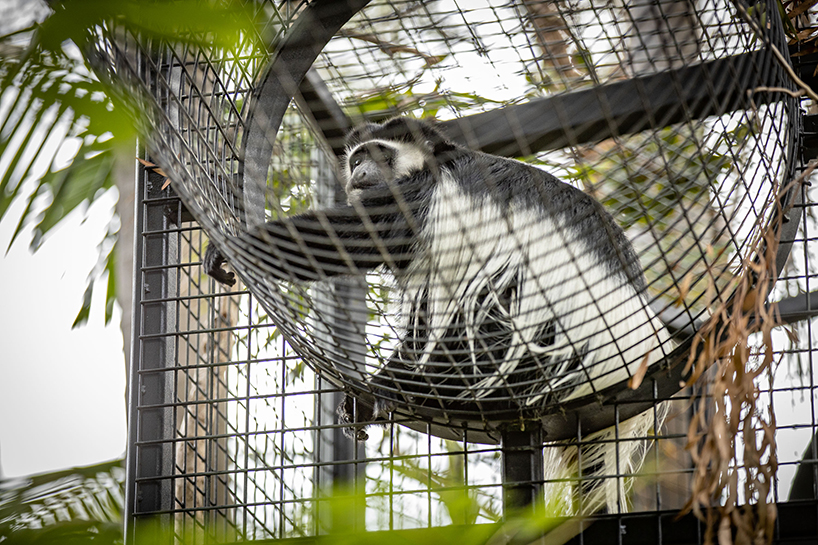 WAX expands monkey exhibit in adelaide zoo with elevated 'sky trail' structure