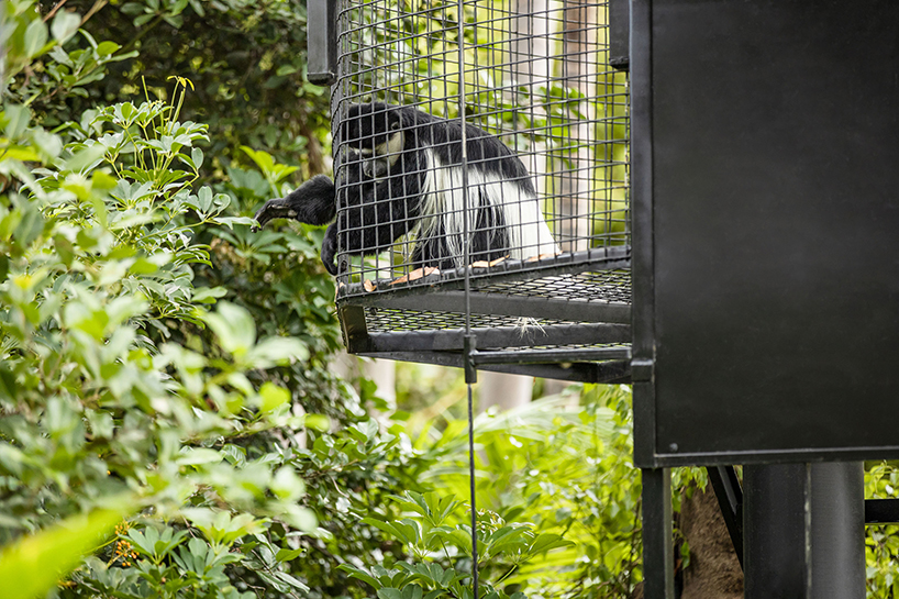 WAX expands monkey exhibit in adelaide zoo with elevated 'sky trail' structure