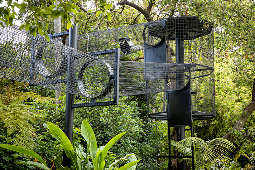 WAX expands monkey exhibit in adelaide zoo with elevated 'sky trail' structure