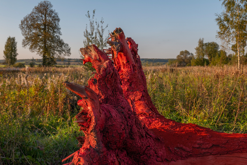 gregory orekhov revives dead spruce tree as vibrant canvas in moscow fields