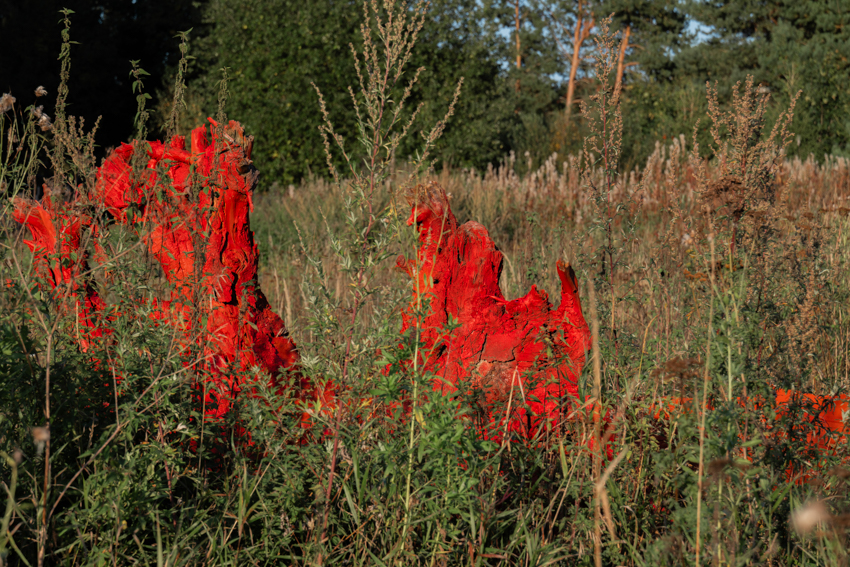 gregory orekhov revives dead spruce tree as vibrant canvas in moscow fields