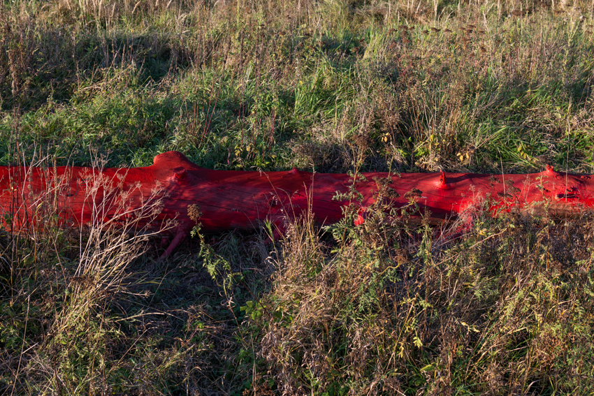 gregory orekhov revives dead spruce tree as vibrant canvas in moscow fields