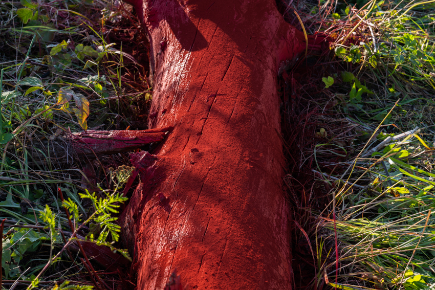 gregory orekhov revives dead spruce tree as vibrant canvas in moscow fields
