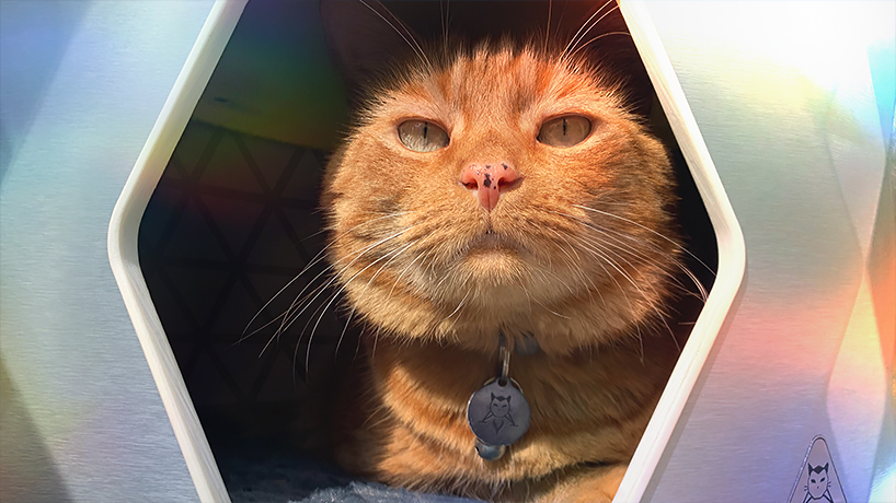 catsa lander mark1 a refined feline escape pod 1