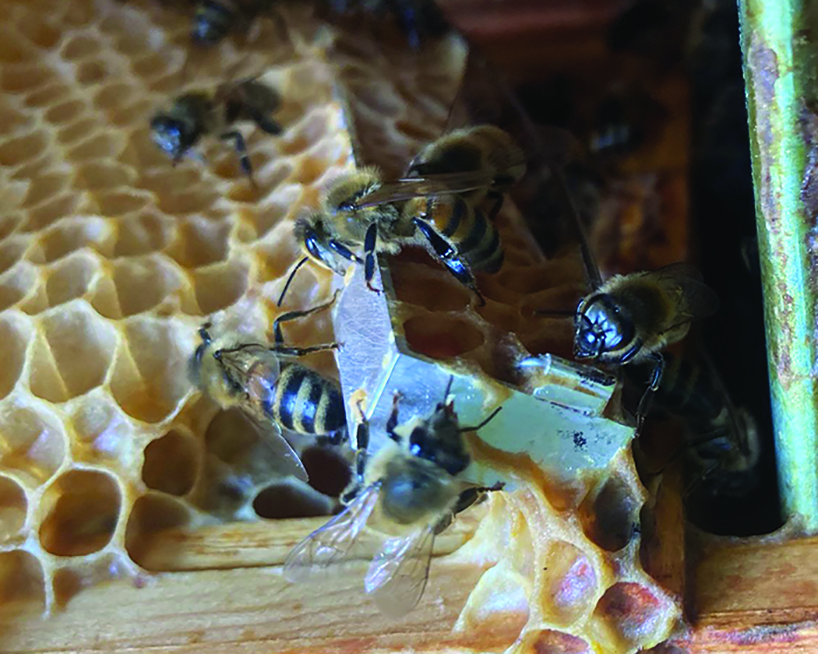 kelvin j. birk collaborates with 50,000 bees for honey-infused jewelry series