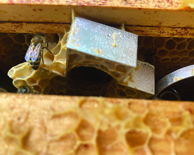 honeycomb jewellery by kelvin j birk made in collaboration with bees 4