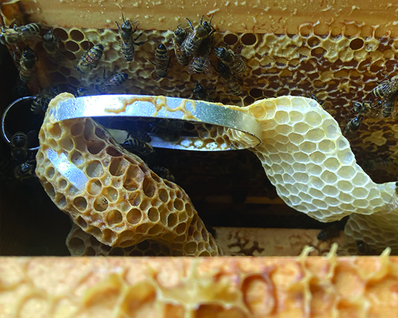 honeycomb jewelry