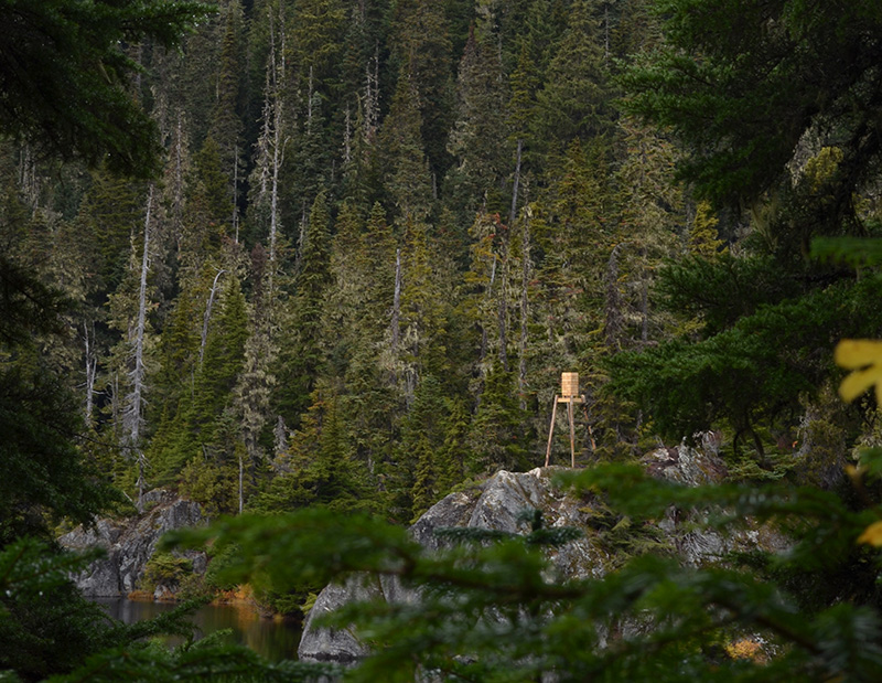 crafted from reclaimed cedar & pine, deadwood bear cache gathers campers in canada forest