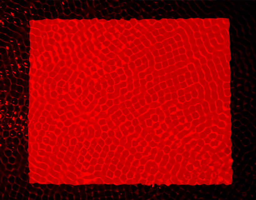 lachlan turczan transforms water patterns into liquid sculptures with cymatic watergrams