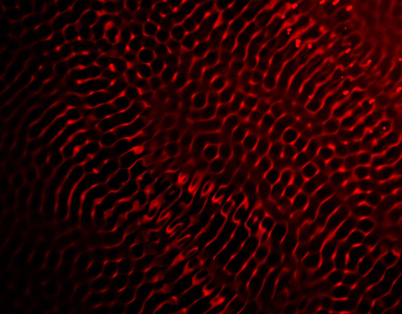 lachlan turczan transforms water patterns into liquid sculptures with cymatic watergrams