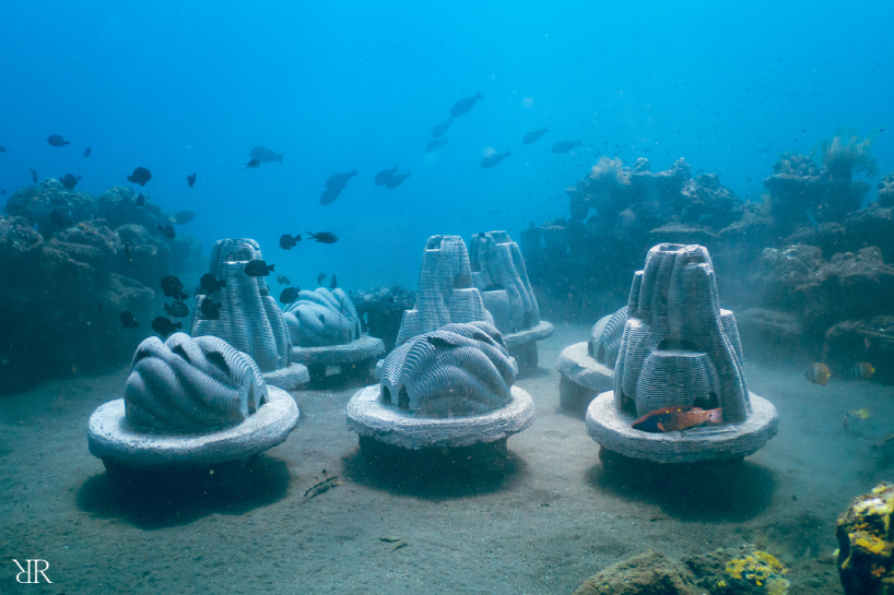 death care startup resting reef memorialises pet ashes into living reefs creating an afterlife by regenerating new marine life 2