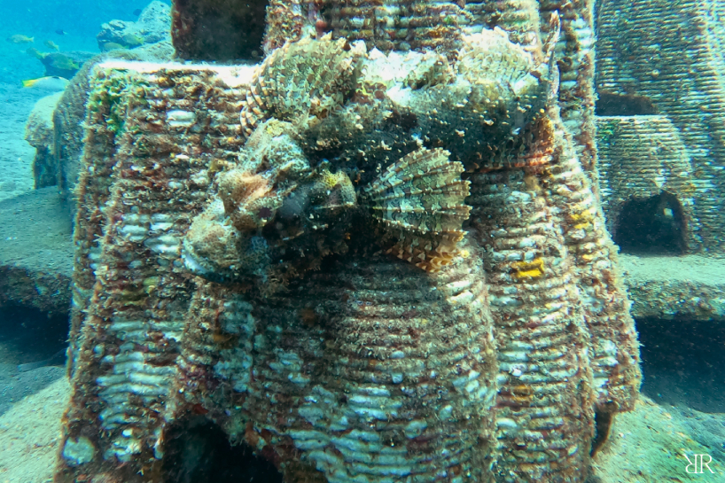 death care startup resting reef memorialises pet ashes into living reefs creating an afterlife by regenerating new marine life 5