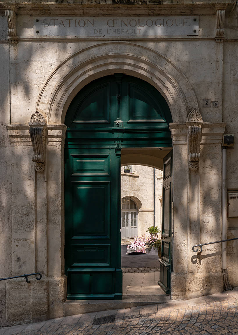 the tasting tongue a living archive of flavor memories by studio deng 6