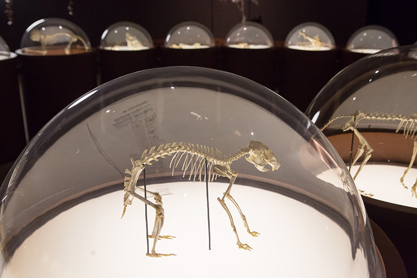 museu-da-natureza-brazilian-nature-museum-designboom-55