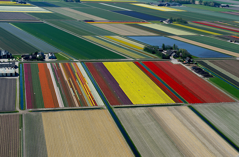 aerial photos of tulip  fields in the netherlands