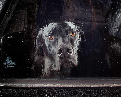 the silence of dogs in cars by martin usborne