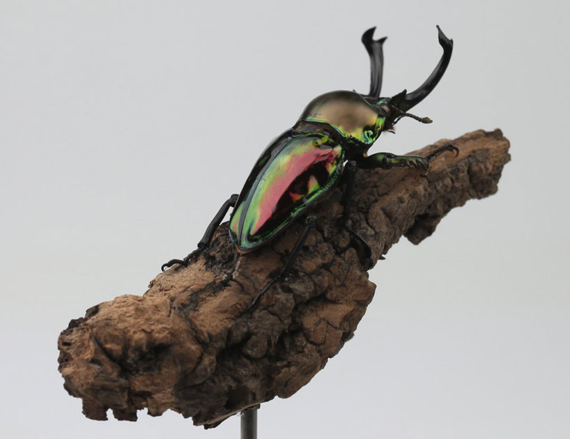  exotic beetles  on a branch by kebel li