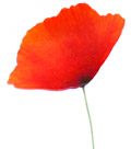 appree-poppy-leaf-sticky-note-designboom-shop_136