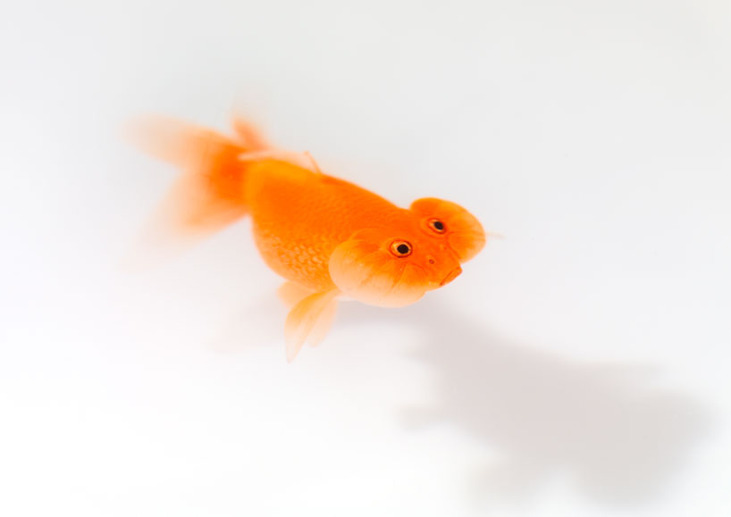 ramon ubeda otto canalda up in the air table viccarbe designboom 