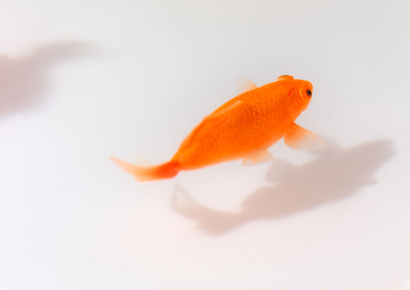 ramon ubeda otto canalda up in the air table viccarbe designboom 