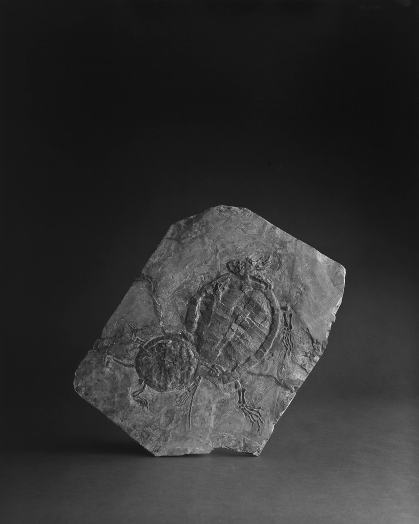 cahiers d'art gallery hiroshi sugimoto 