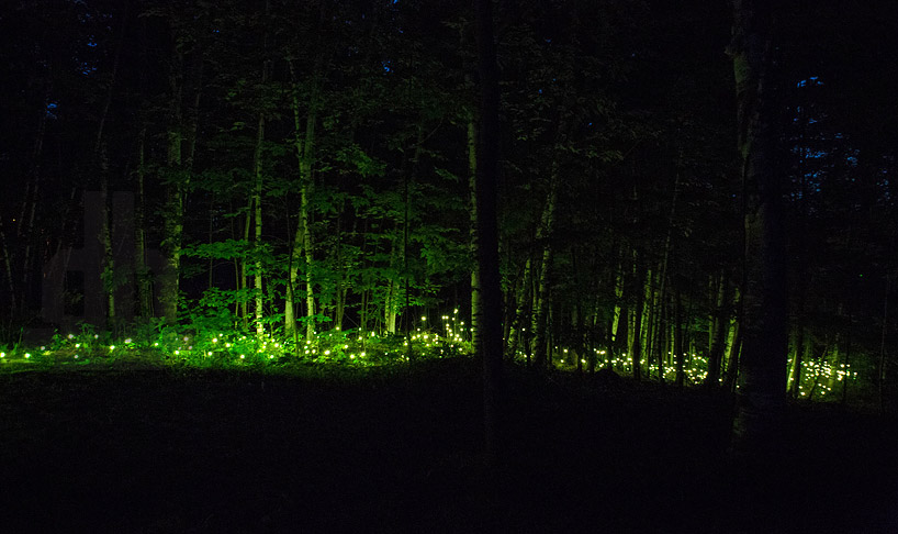 moment factory enchanted forest