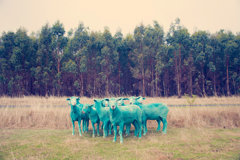 gray malin the dream series rainbow sheep